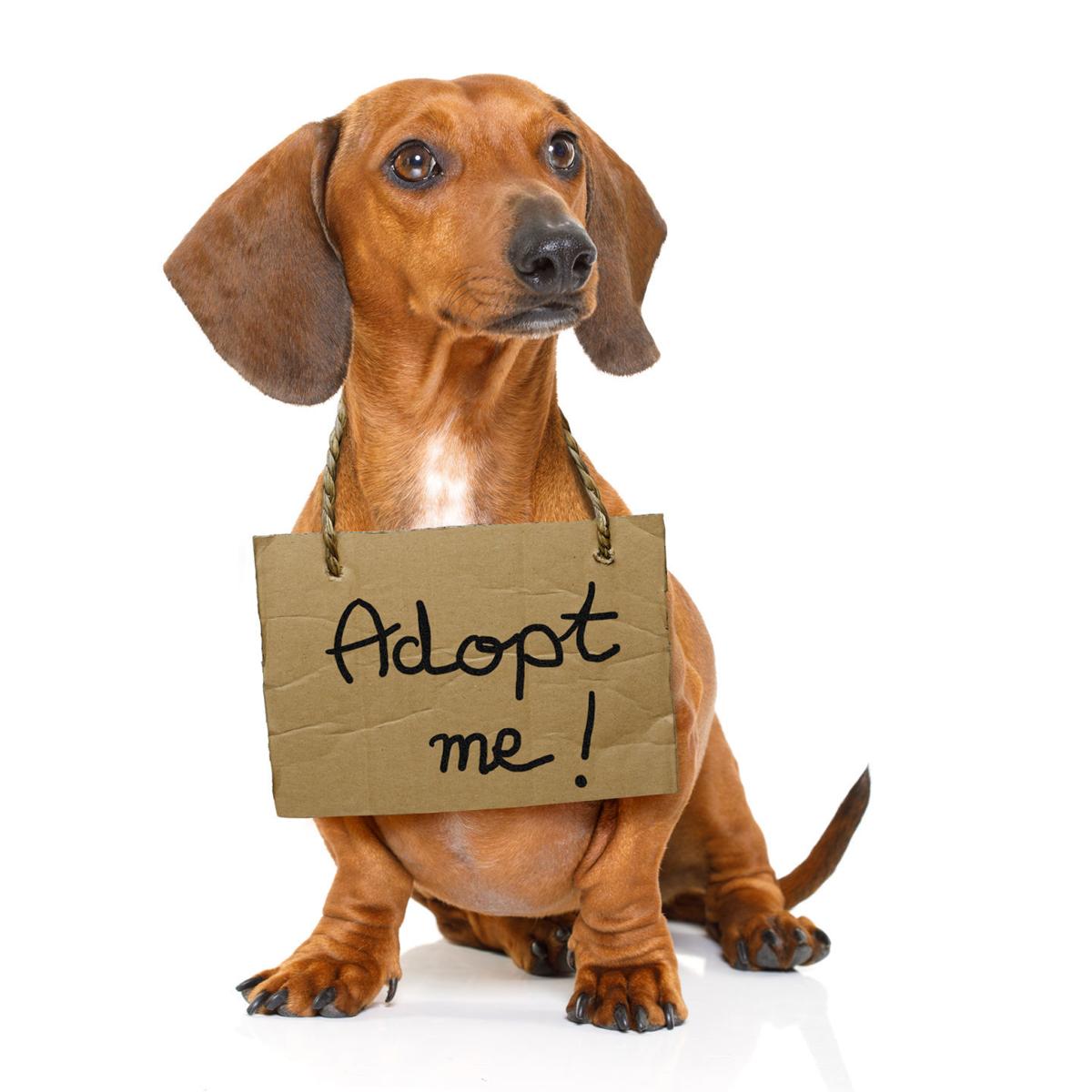 My Pet World: The message is, 'Adopt, don't shop,' for ...