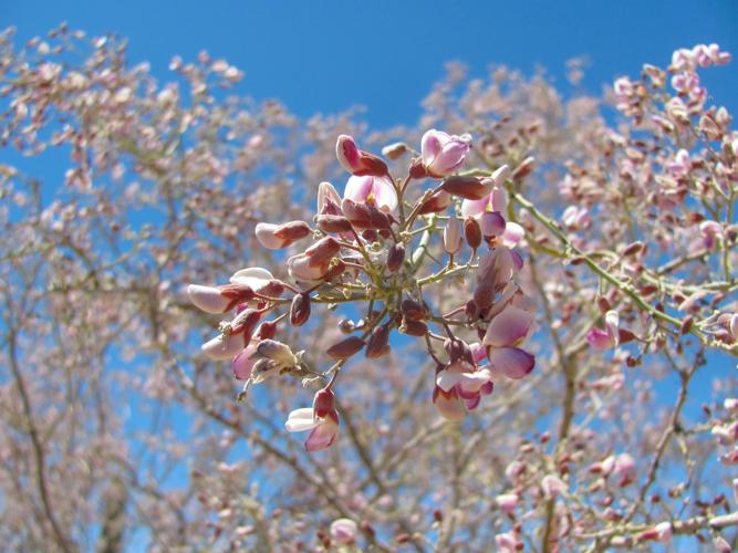 Blooms of ironwood