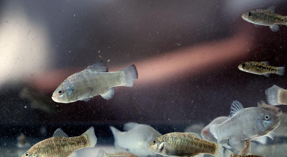 Feisty endangered fish finds new home inside Biosphere 2
