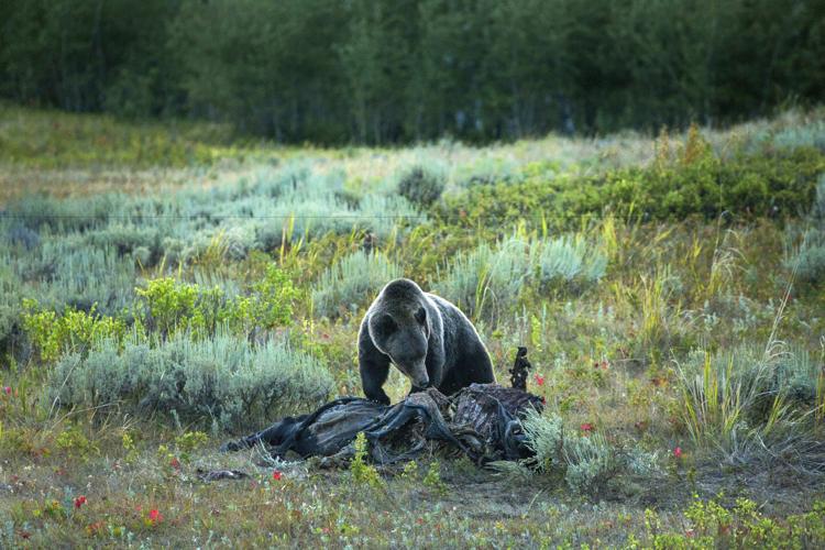 Bear eating carcass