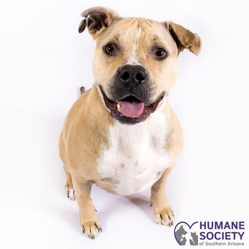 Adopt a friend: Gabby