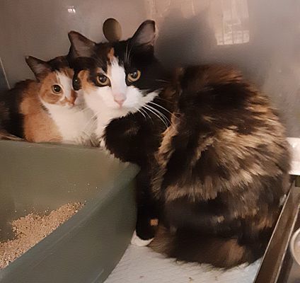 Adopt a friend: Jade