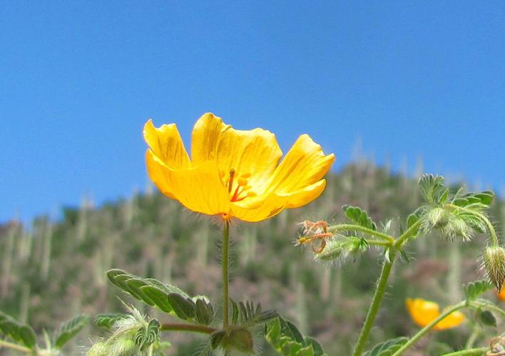 Caltrop and saguaros