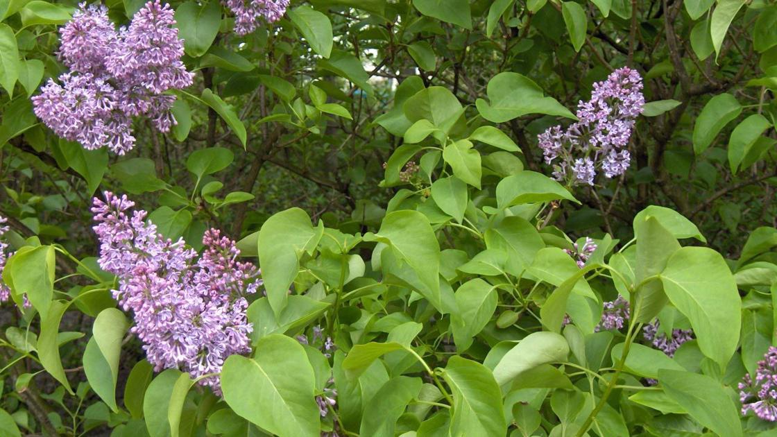 is okay to trim lilac bushes, 91324 Northridge CA
