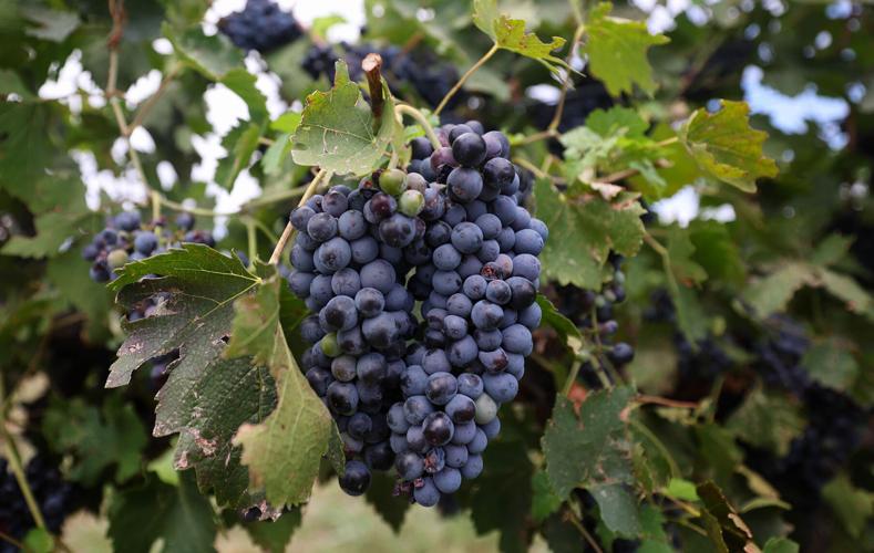Arizona vineyards reap early