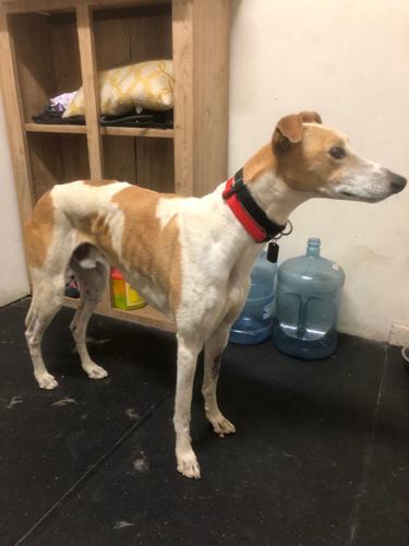 Adopt a Friend: Pancho