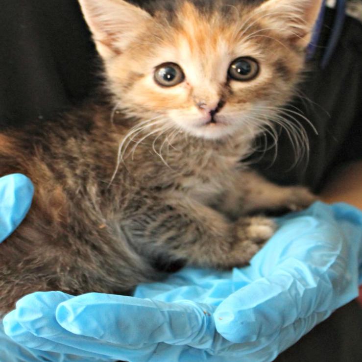 Pima Animal Care Center Rescues 57 Cats From Northwest Tucson