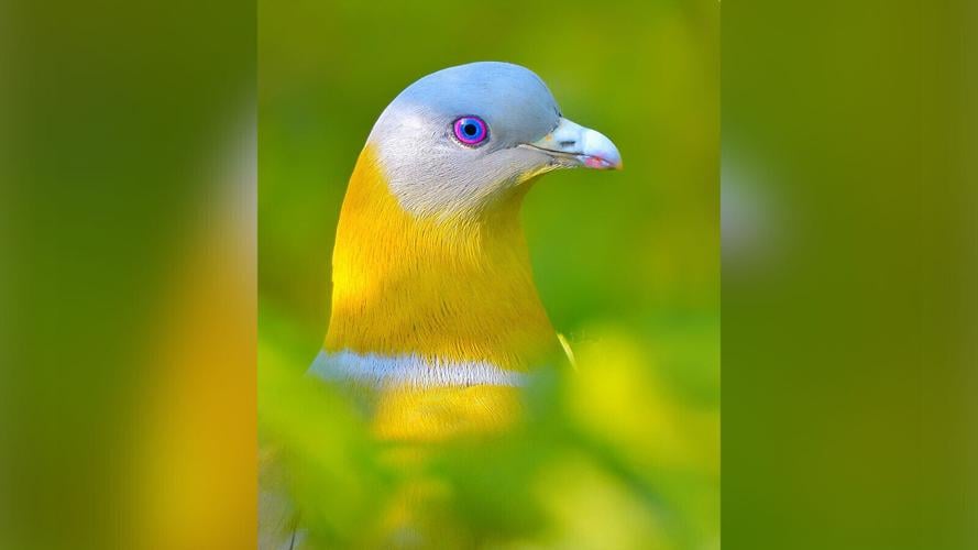 Wombats, snails, ferrets: The animals that brought us joy during the pandemic