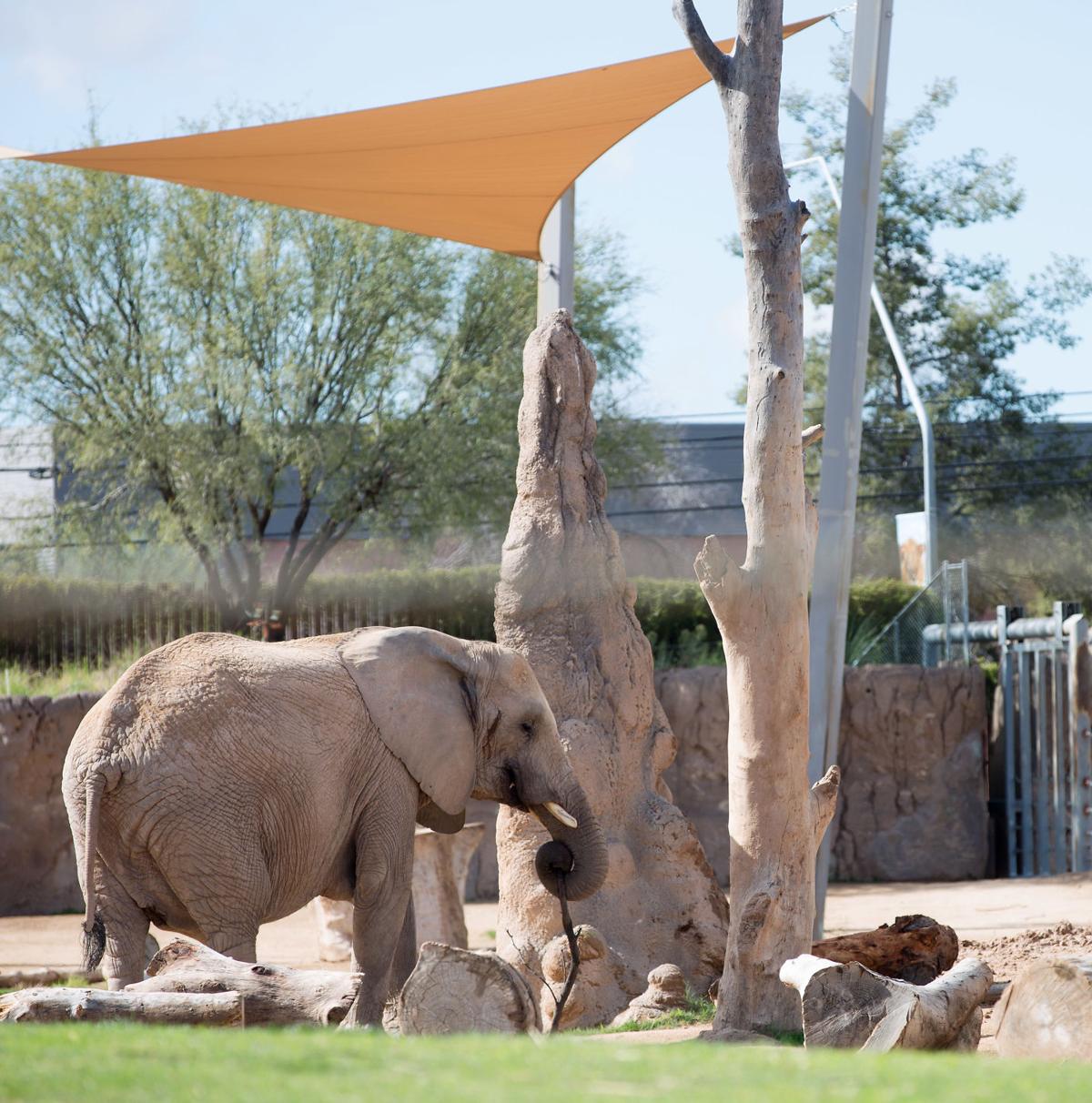 Tucson's baby elephant getting more brave, playing with big sister