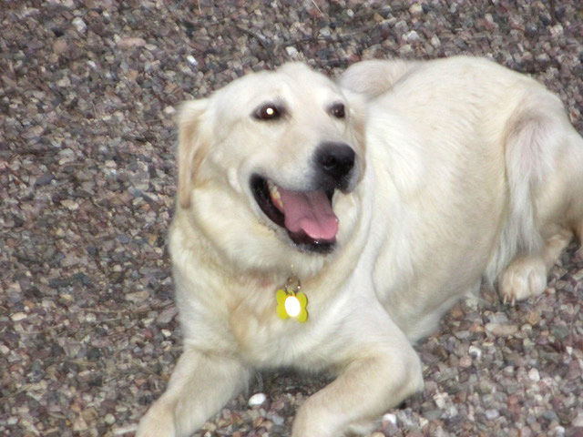 Adopt A Friend: Paloma