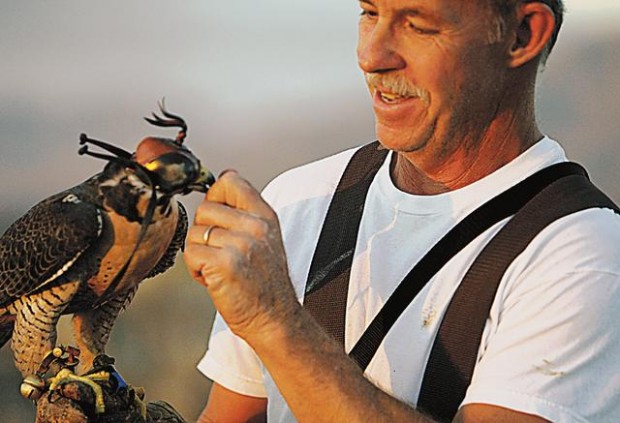 Falconry master  