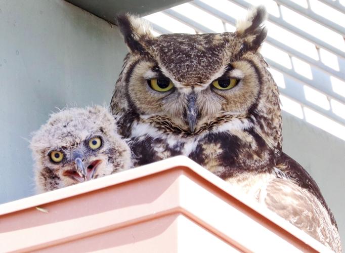 A real hoot: Owl family now calls an Oro Valley bar home