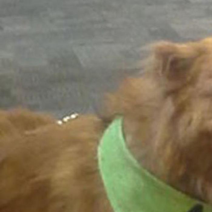 Adopt A Friend Tucson Com