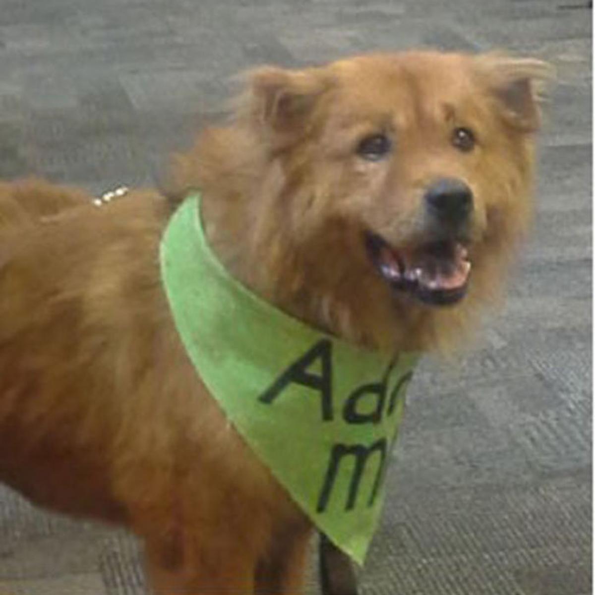 Adopt A Friend Tucson Com