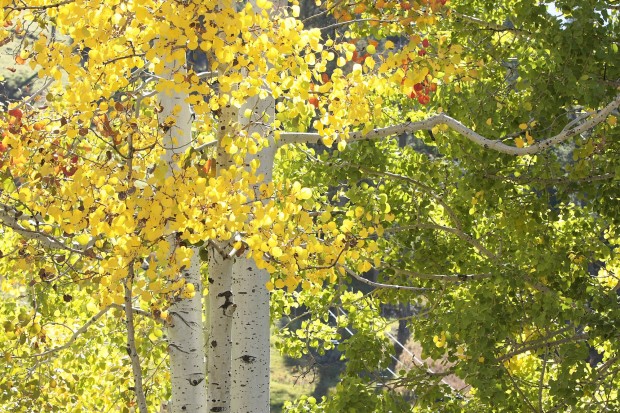Take in beauty of fall colors on Mt. Lemmon    