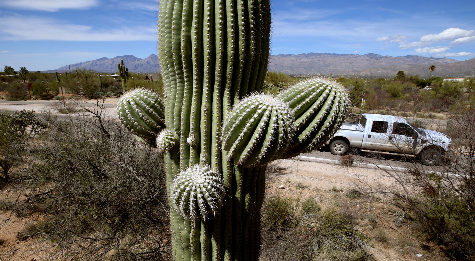 Saguaro Cactus.