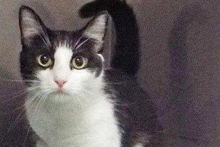 Adopt a friend: Miata