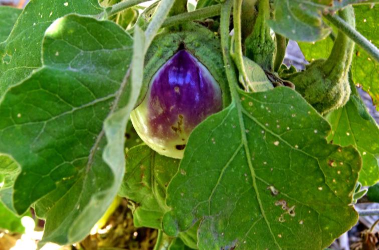 Flowering and edible plants