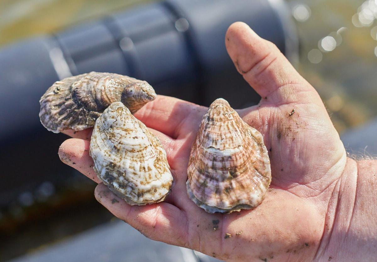 Issue No. 8: Oyster farming in Virginia