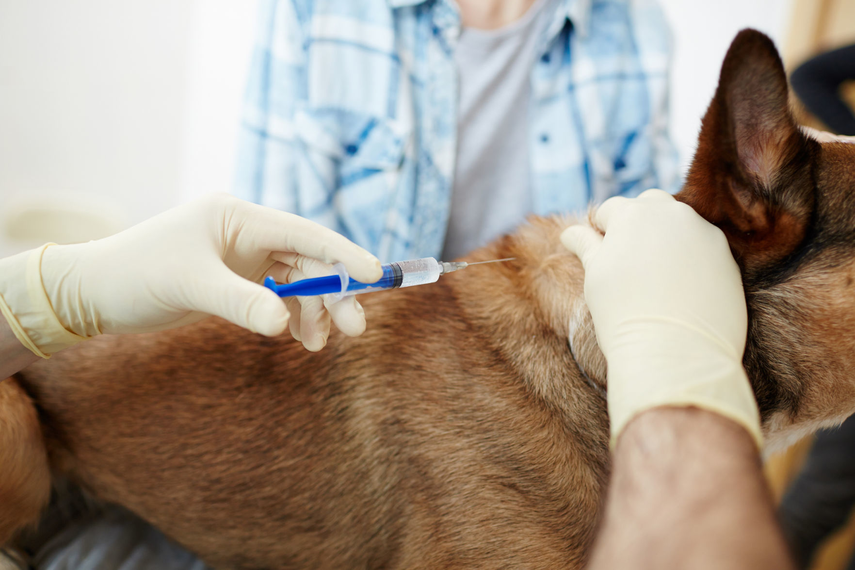 free pet vaccinations near me