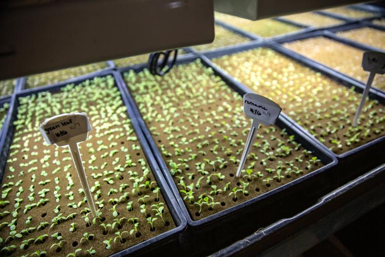 Merchant's Garden, Tucson