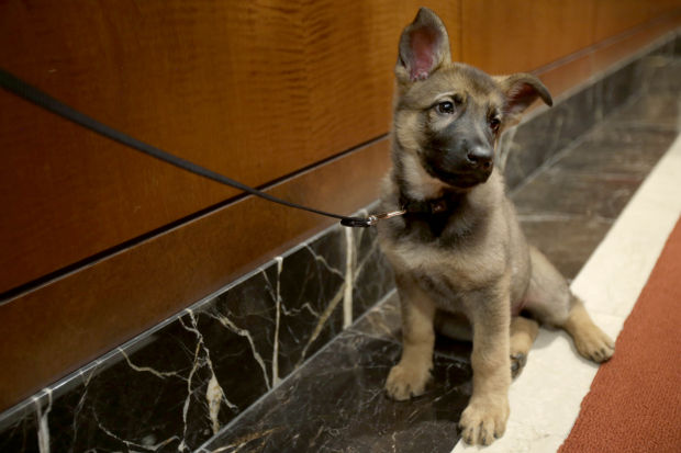 Animal shots of the week