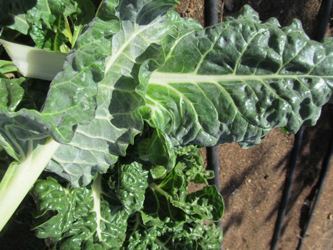 Mildew on chard can kill it