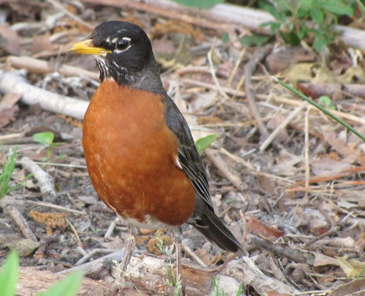 photo What Color Is A Red Robin when the red red robin arts and