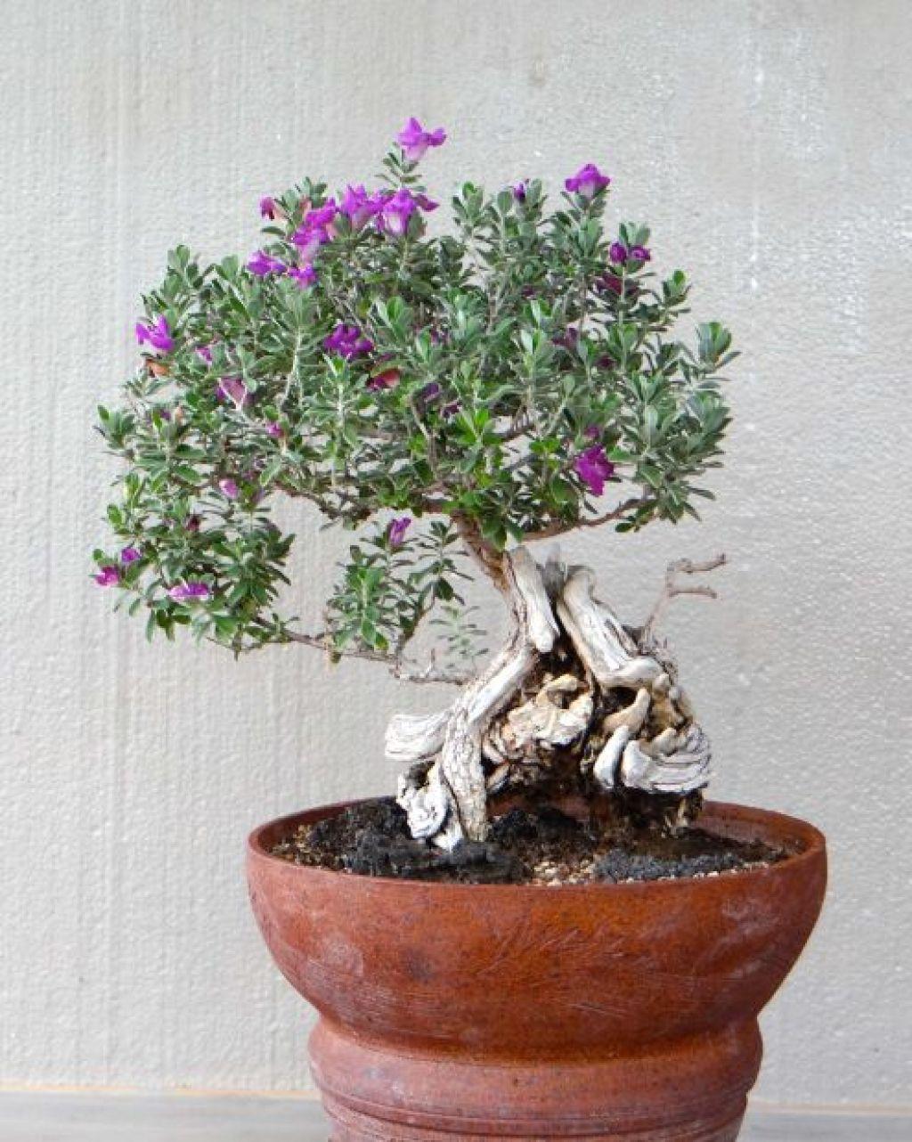 Bonsai Takes On A Desert Twist In Tucson Home Garden Tucson Com