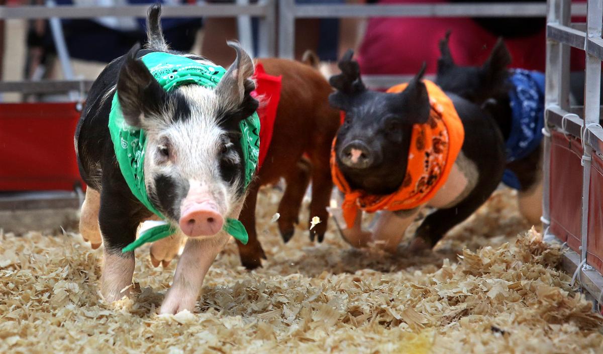 Pima County Fair 2014