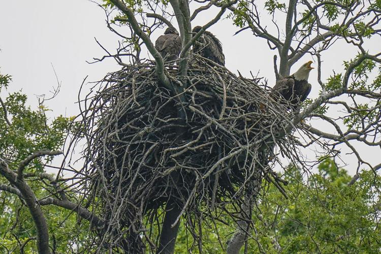 Bald Eagles The Comeback