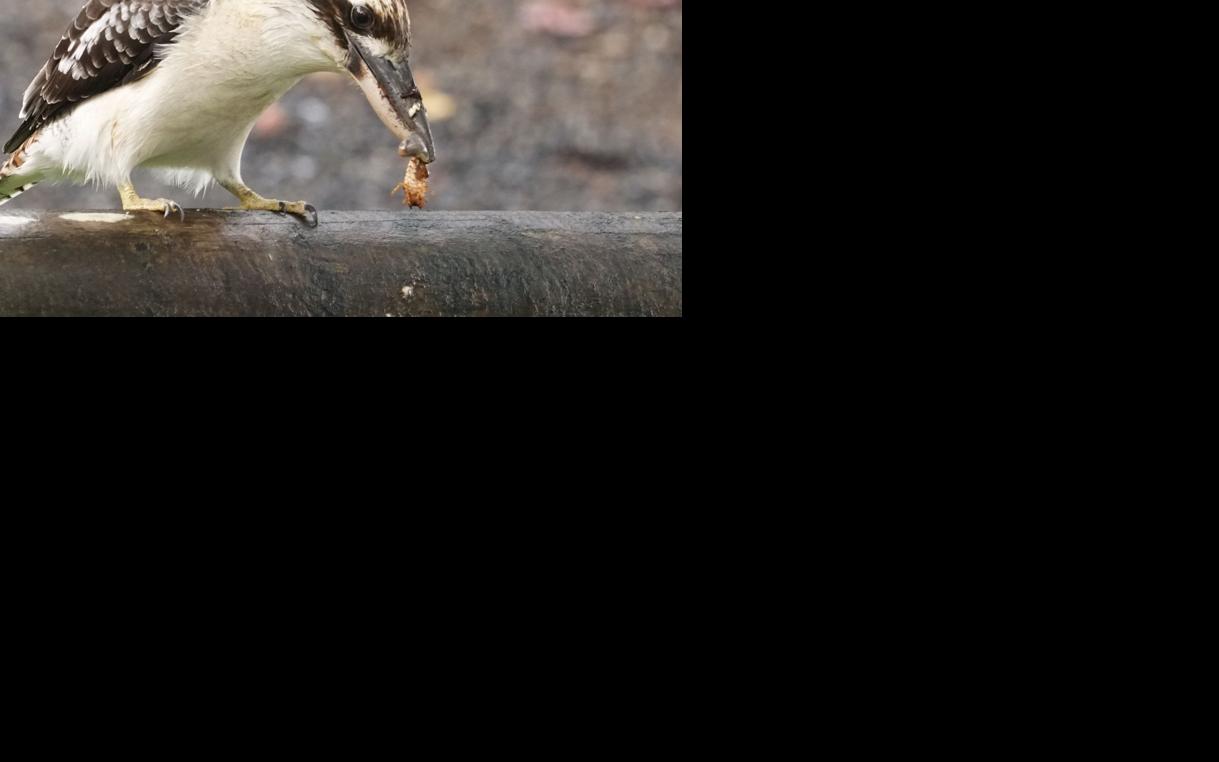 Fresh-roach-for-lunch.JPG