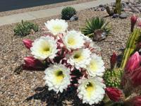 Cactus is blooming