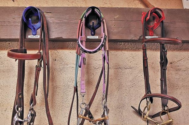 With HEART, horses get a new start  