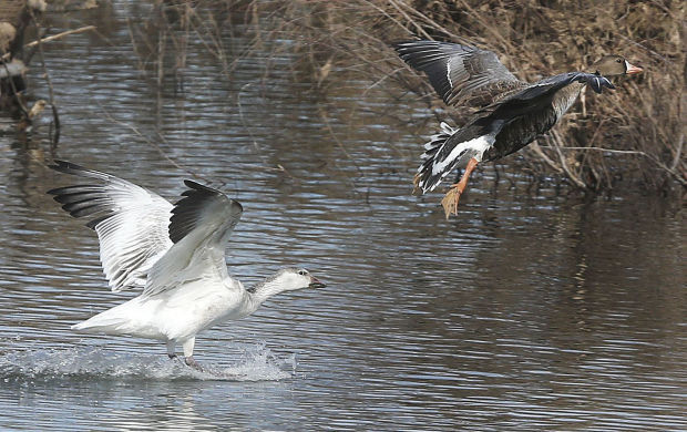 Coachline Road birding