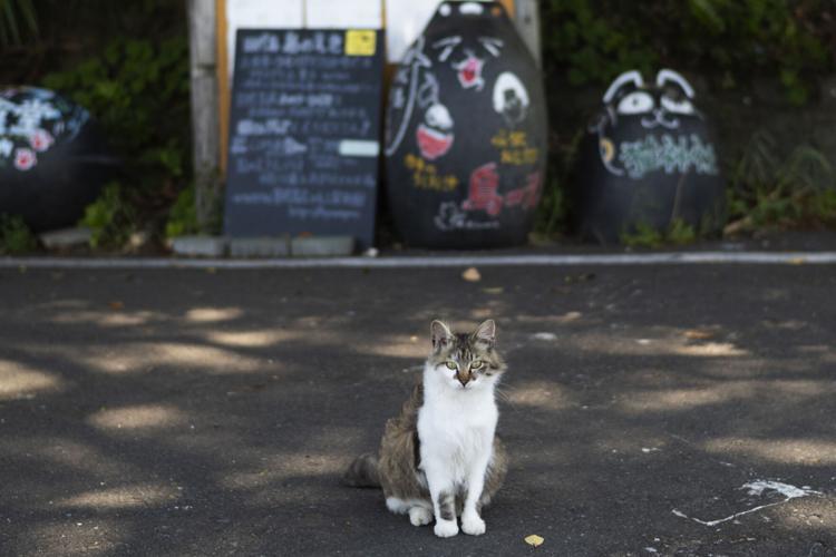 Japan Island of Cats Photo Gallery