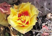 Prickly pear in full bloom