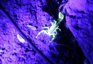 A cool way to see the desert