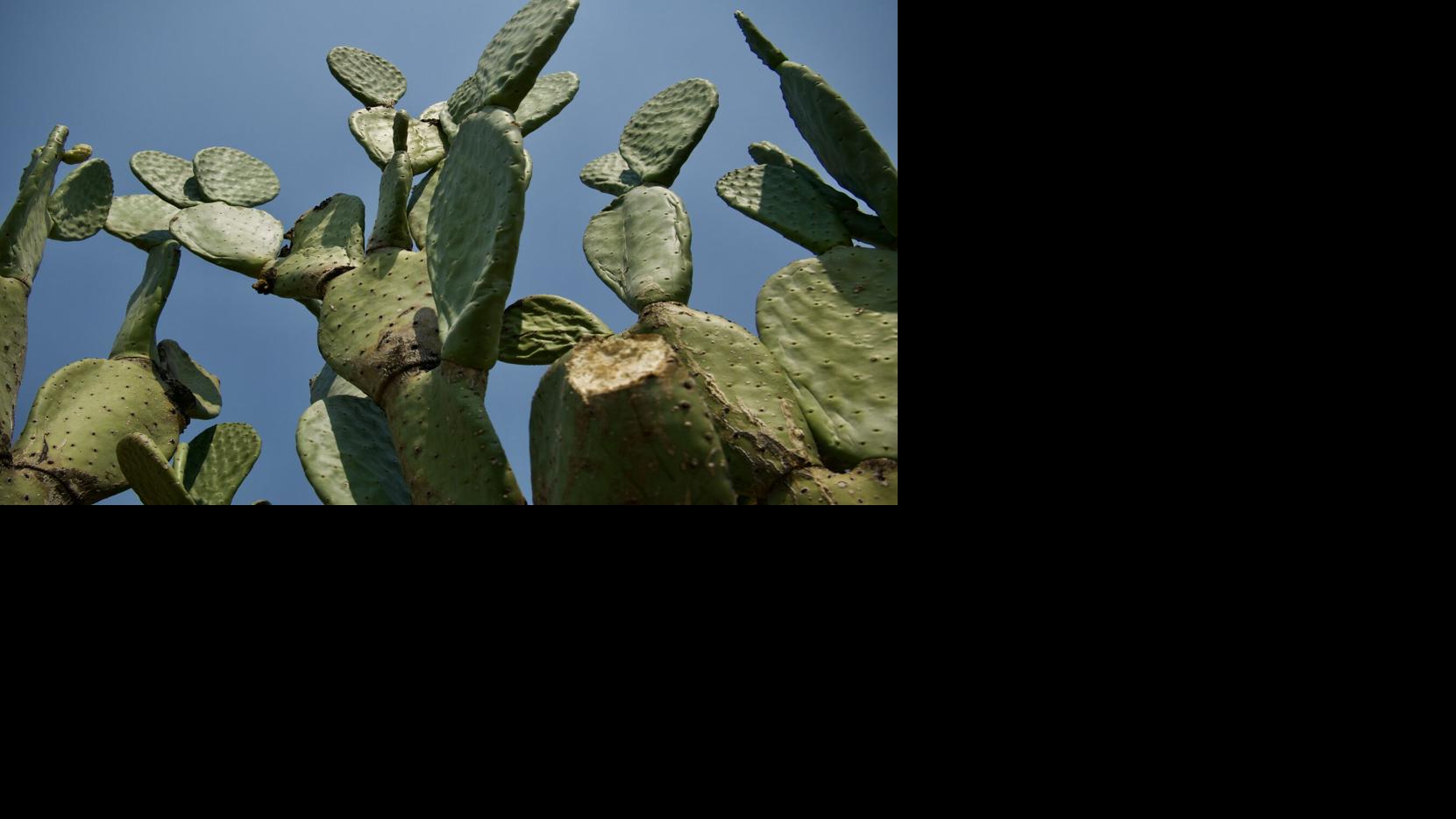 Why plant names change