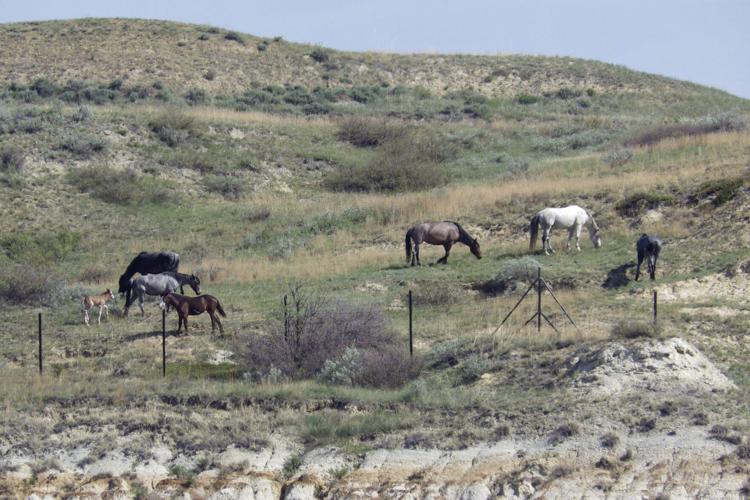 National Park Wild Horses