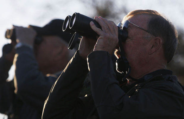 Bighorn sheep release