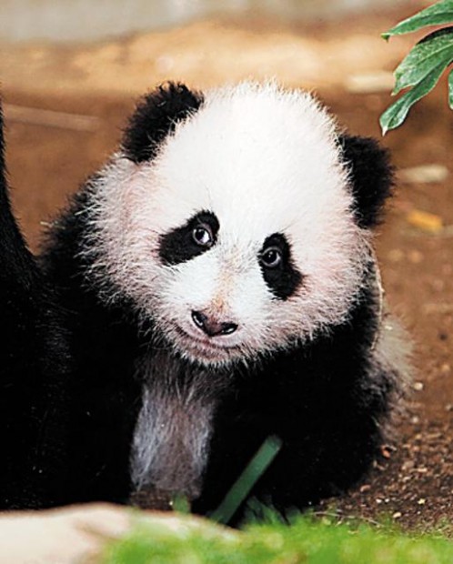 Panda rental is a pricey proposition  