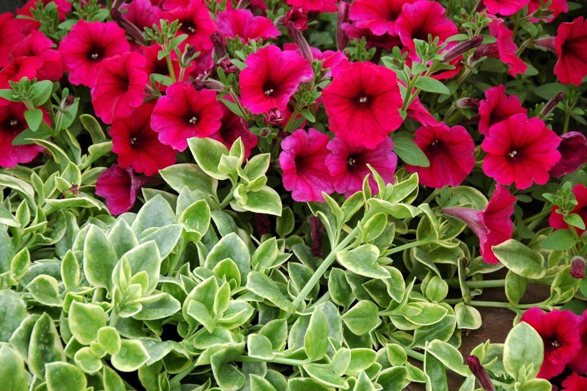 On Gardening: Let Mezoo madness take over your baskets and containers