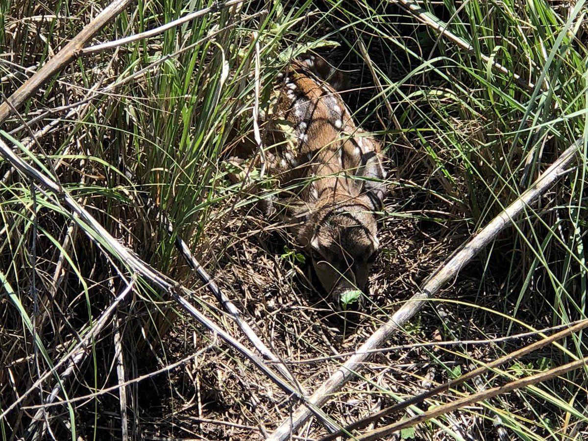 Whitetail fawn