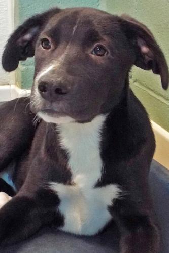 Adopt A Friend: Teaka