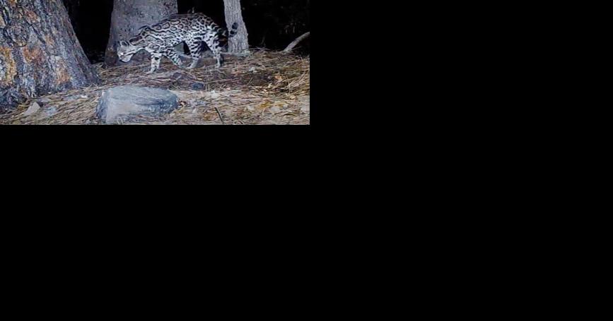 Rare ocelot caught on camera in mountains south of Tucson - Vimarsana News