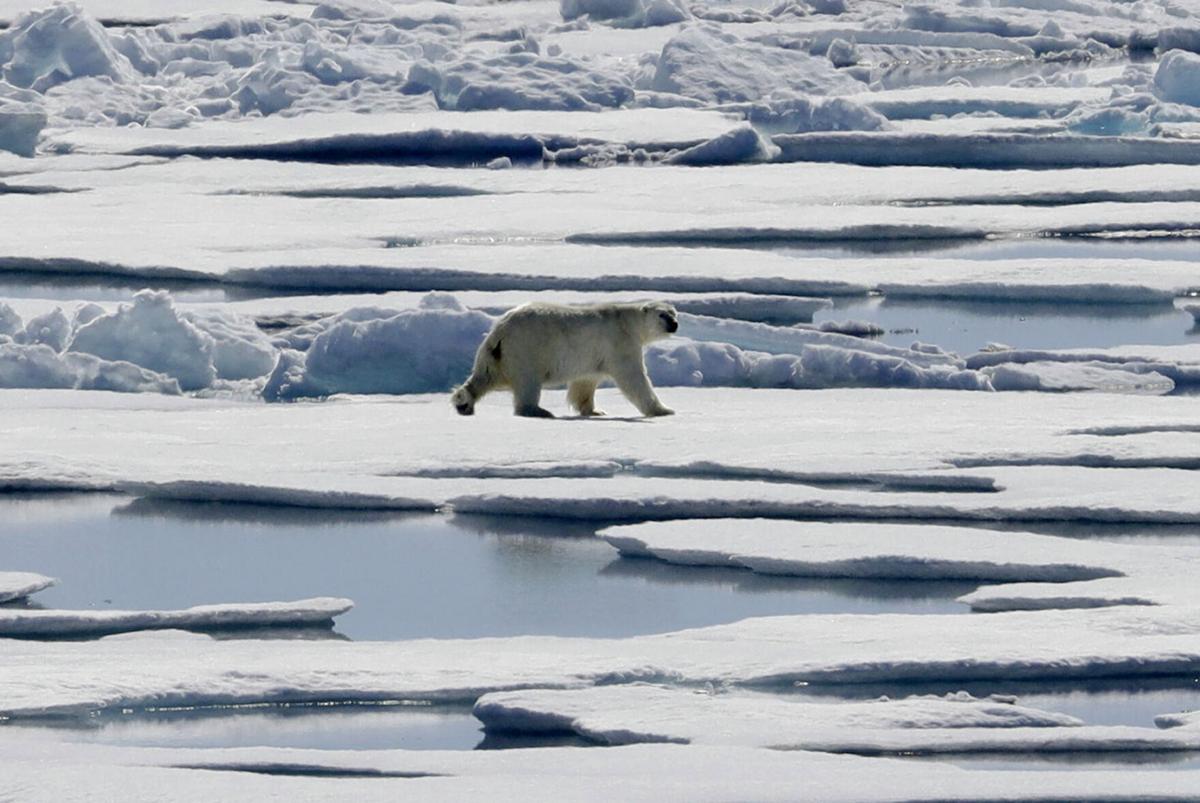 Most polar bears could struggle to survive in the Arctic by 2100, study  finds