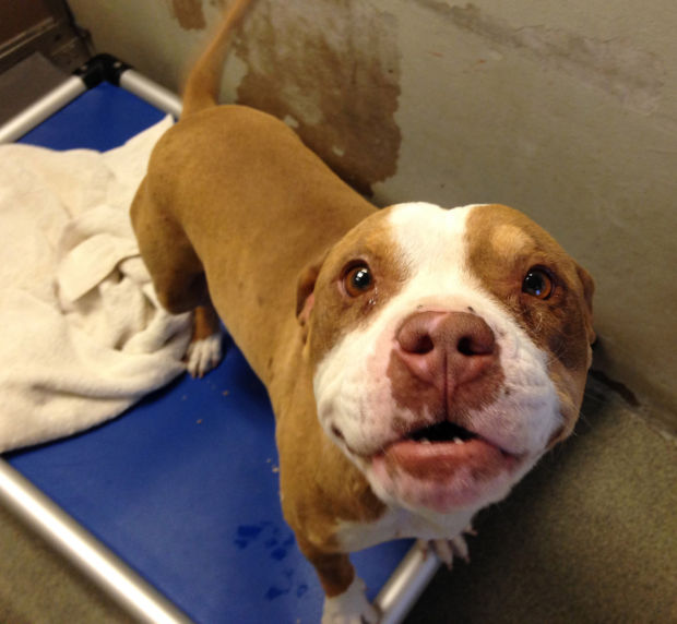 030614-cal-pets-p16