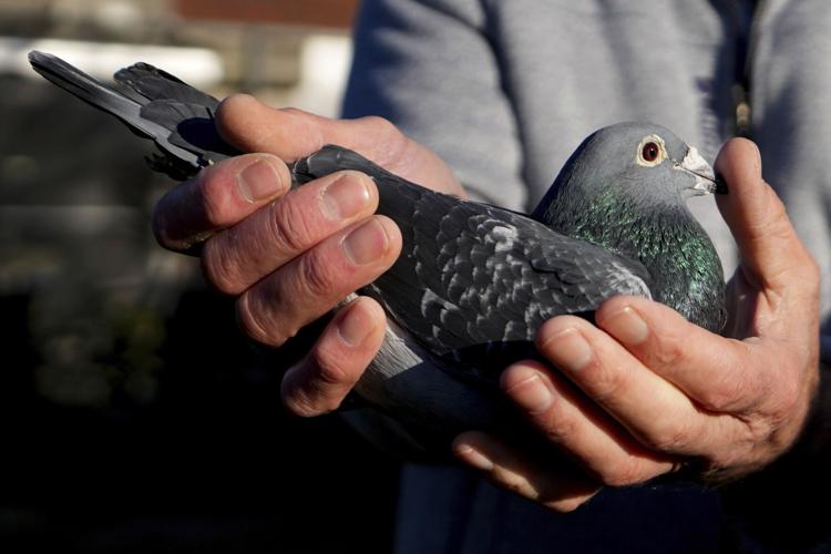 Belgium Grand Theft Pigeon