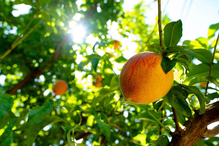 Fuel prices are crushing Arizona farmers